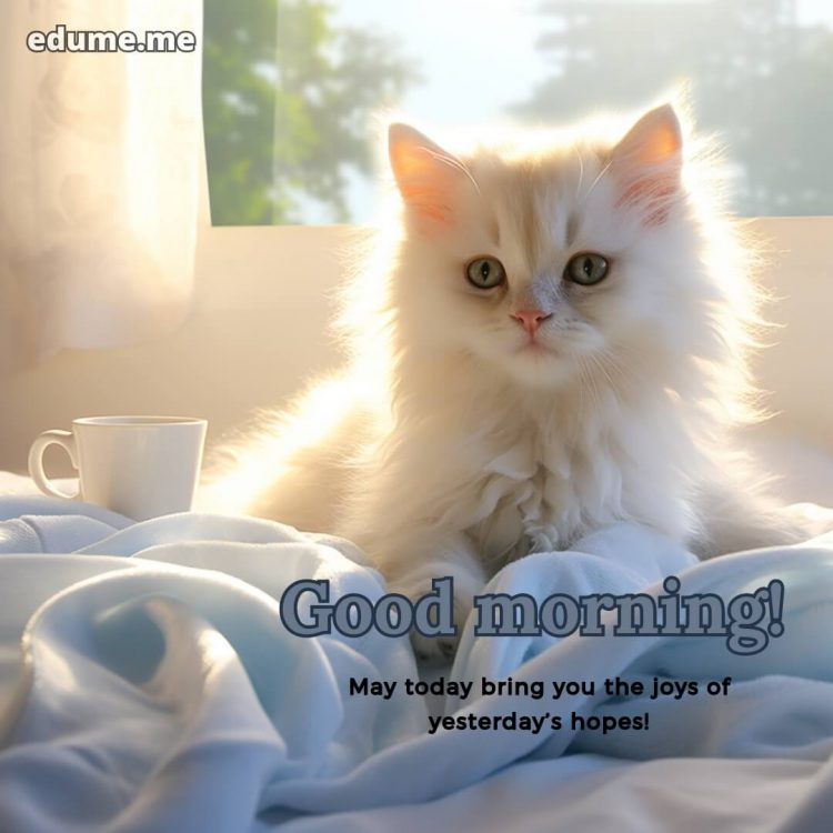 Good morning Whatsapp images picture cat gratis