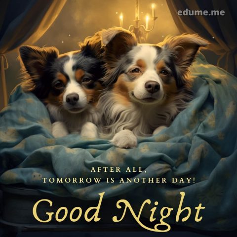 Good night whatsapp picture dogs gratis