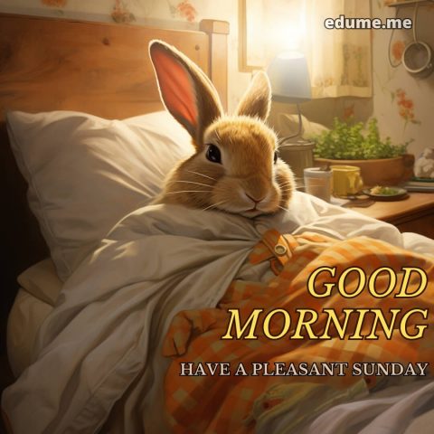 Whatsapp good morning sunday picture bunny gratis