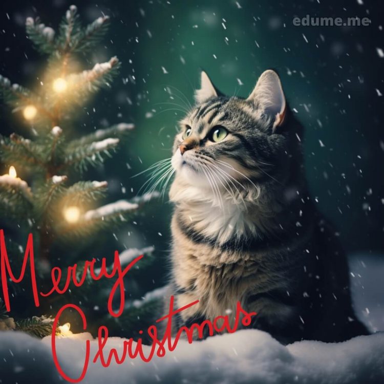 Cat Christmas cards picture cat gratis