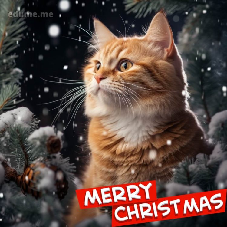 Cat Christmas cards picture ginger cat gratis