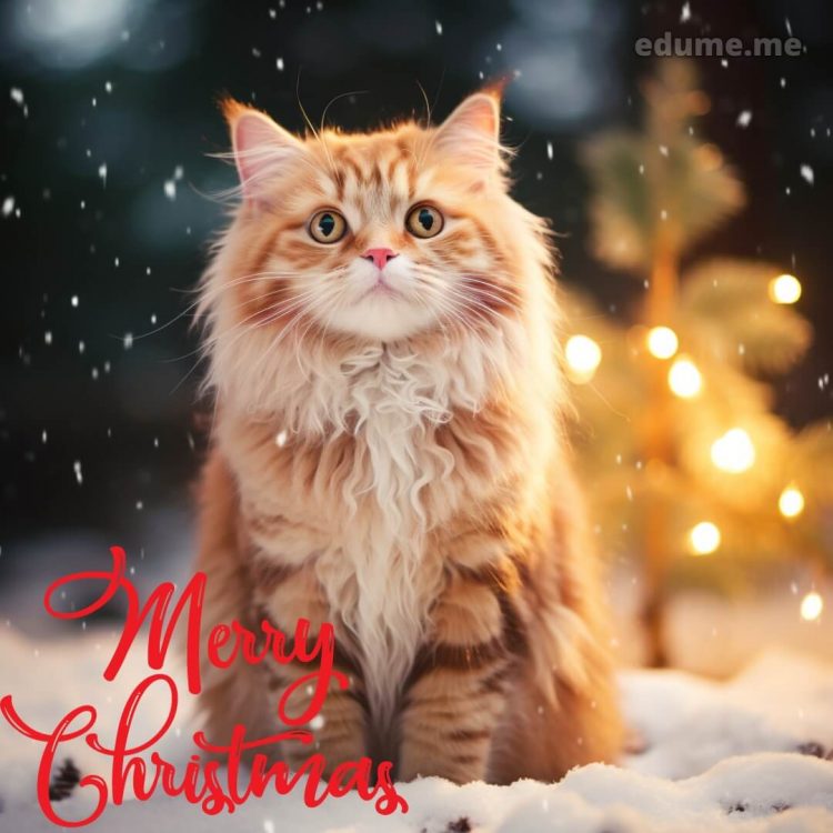 Cat Christmas cards picture snow gratis