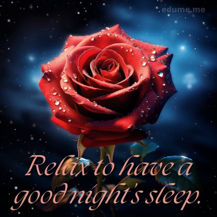 Good night rose picture drop rose gratis