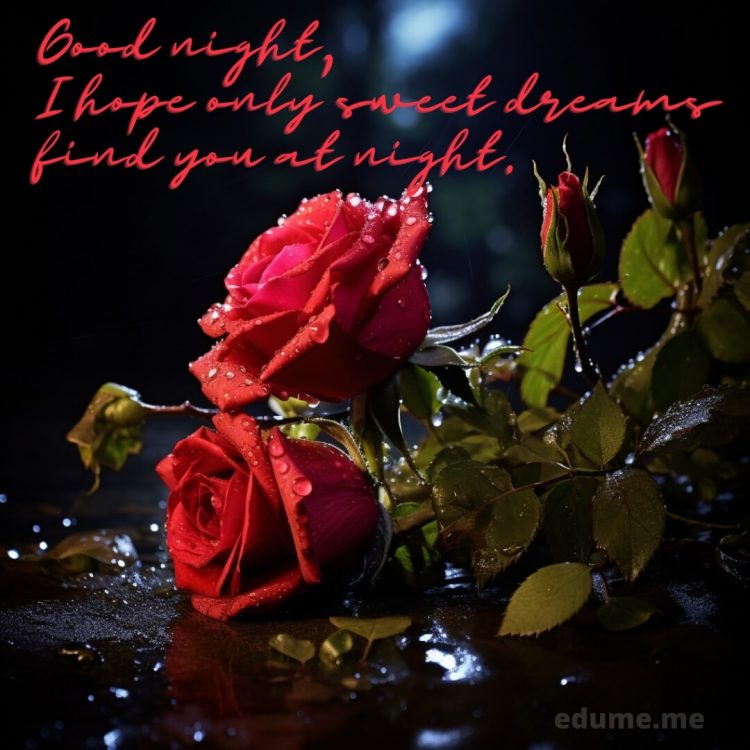 Good night rose picture roses gratis