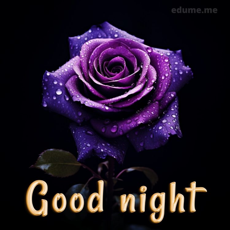 Good night rose image picture purple rose gratis