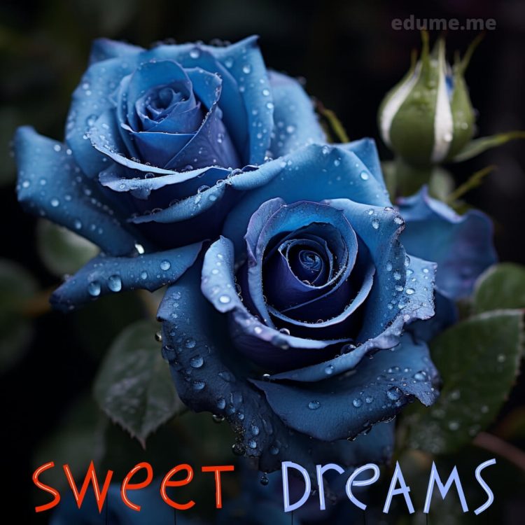 Good night rose image picture blue rose gratis