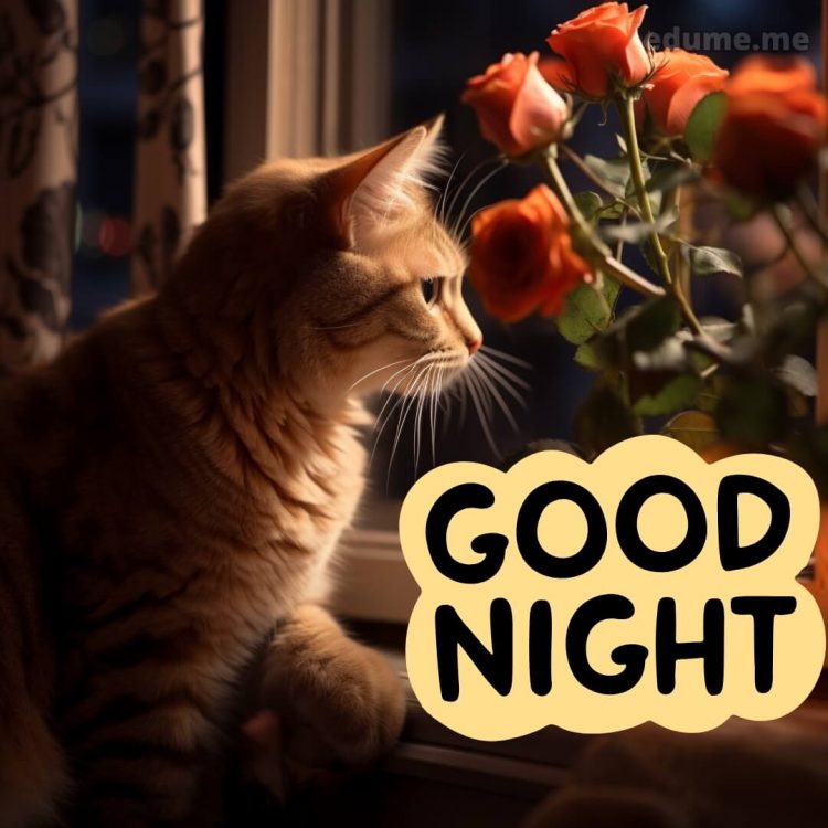 Rose good night picture cat gratis