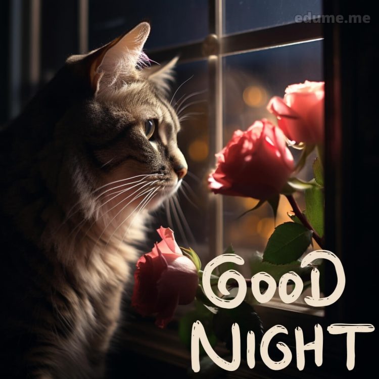 Rose good night images picture cat gratis