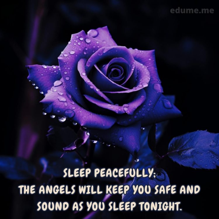 Sweet dreams good night rose picture purple rose gratis