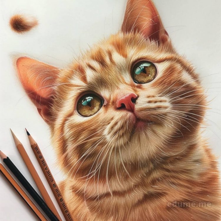 Cat images drawing picture ginger cat gratis