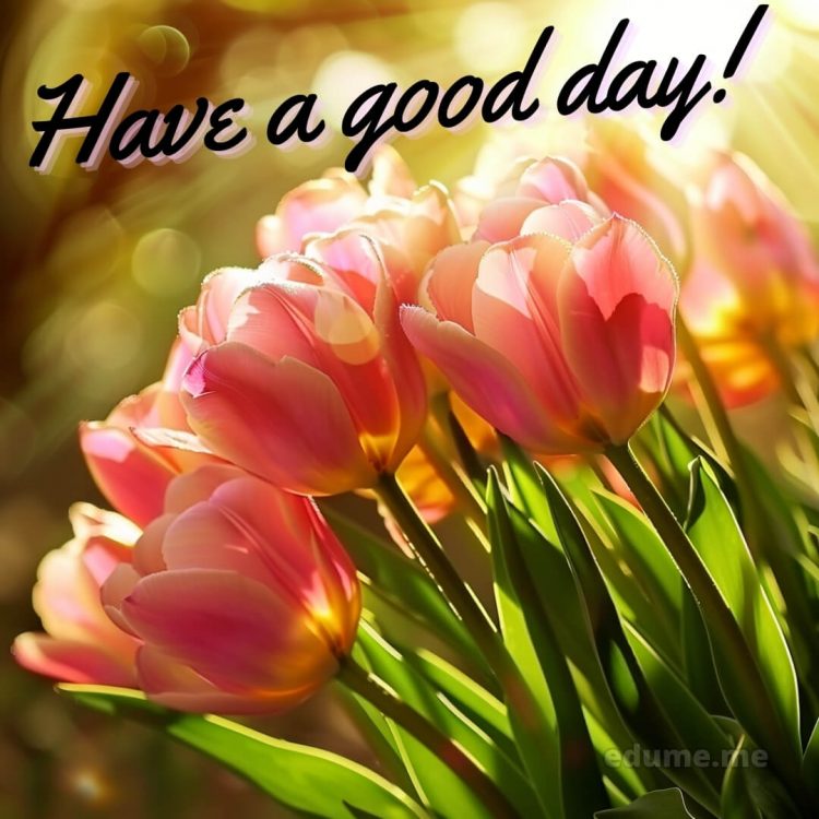 Good day images picture tulips gratis